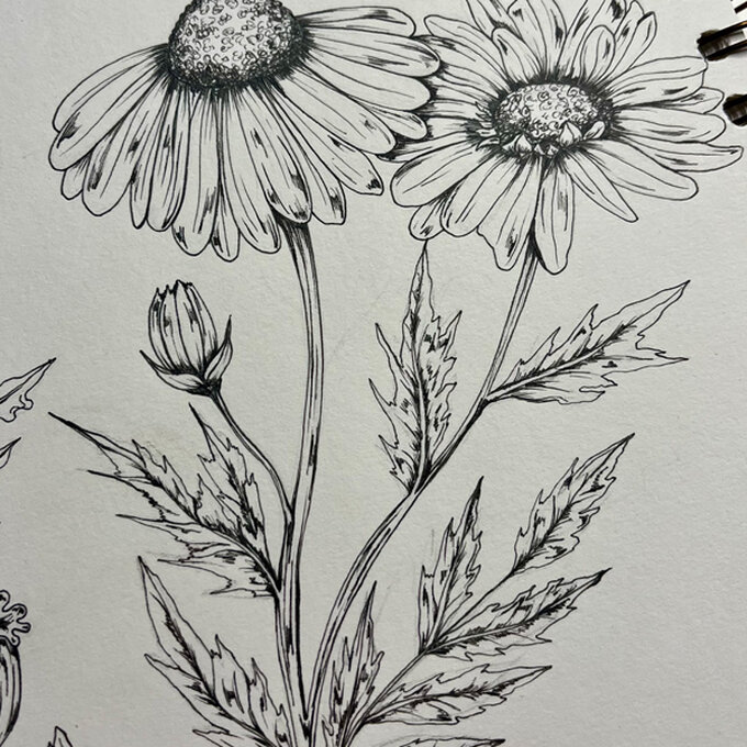 idea_how-to-draw-botanical-illustrations_step9.jpg?sw=680&q=85